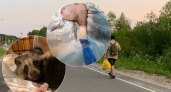 В Ярославский области дальнобойщик спас щенка енотовидной собаки 