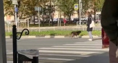 В соцсетях Ярославля завирусился ролик с собакой, пытавшейся перебежать дорогу