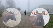 "Лось в тумане": в Ярославской области длинноногий зверь вышел к людям