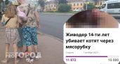 Петиция против ярославского малолетнего живодера набрала более 11 тысяч подписей