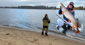 В Рыбинском водохранилище поймали рыбу-гиганта