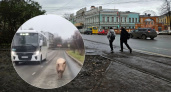 "На самовыгуле": под Ярославлем запечатлели разгуливающую по проезжей части хрюшку