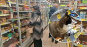 «Усатый охранник»: в ярославских магазинах продукты охраняют звери