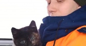 "Маленькая кошечка мяукала и вырывалась из рук": в Ярославле из капота машины вытащили котенка