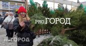 Есть даже сосны и лапник: сколько стоят елки на елочном базаре в Ярославле