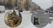 В Зеленоградске из сувенирного магазина «уволили» кота Сергея