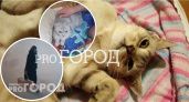 Самую грустную кошку в Ярославской области били о батарею и затянули скотчем в коробке