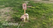 Новые правила выгула собак в Ярославской области содержат запреты и штрафы