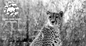 В Ярославском зоопарке умерла гепард Найла