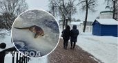 Ярославцы заметили выдру на набережной