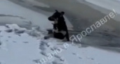 Ярославец вытащил провалившуюся под лед собаку