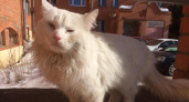 "Пытается выжить на улице два года": глуховатый кот с печальными глазами скитается в Переславле