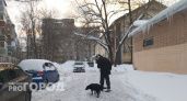 В Ярославской области объявлен карантин по бешенству