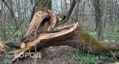 Во время урагана в Тутаеве дерево упало на мальчика 15 лет