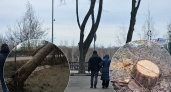 Ярославцы жалуются на вырубку деревьев у областной больницы