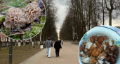 Место грибной аномалии нашли в Ярославской области