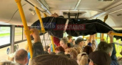 Взобравшийся на поручни автобуса пассажир из Ярославля стал живым мемом