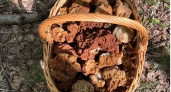Стимулирующие грудное молоко грибы выросли в Ярославской области