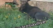 В Брагино лосенок ночевал во дворе