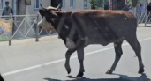 В Переславле корова вышла на дорогу и парализовала движение