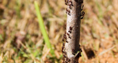 Муравьи исчезают за секунды: дешевое и эффективное средство спасет ваш сад