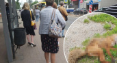 "Осторожно, может бешенство": в Ярославле около остановки нашли мертвую лису