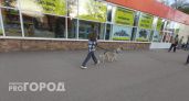 В Ярославле хозяйка собаки засудила волонтёра