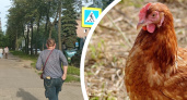 «Ароматерапия из фекалий»: ярославцы жалуются на зловоние от птицефабрики
