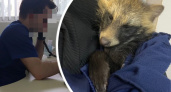 В Ярославле ветврачи отказались принять необычного зверя