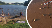 Побережье Рыбинского водохранилища усеяно мертвой рыбой