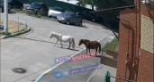 Необычные гости: в Ярославле по дворам гуляют пони