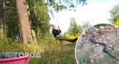 Ярославцы обнаружили в лесу смертельно опасную находку