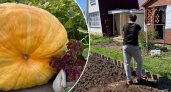 Ярославна вырастила 200-килограммовую тыкву