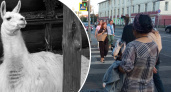 В ярославском зоопарке умерла лама Санчо