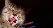 В Ярославле живодеры разодрали кошке морду