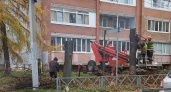 В Ярославле спилят две тысячи деревьев   