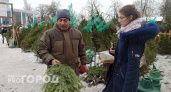 Ярославцы устроили елочный скандал: "Деревья просто погибли из-за чьей-то жадности"