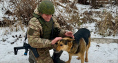 Ярославский десантник спас умирающую овчарку в зоне СВО и обрел верного боевого товарища