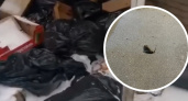 Под носом у чиновников в Ярославле расплодилось гнездо крыс