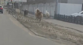 В Ярославле пони совершили побег и устроили коллапс на дороге