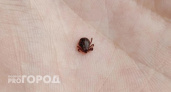 Сезон клещей в Ярославле официально открыт