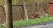 Кабан ворвался на хлебзавод в Ярославской области