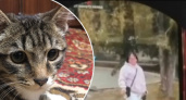 В Рыбинске на видео попала душительница котят
