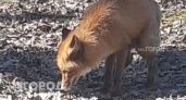 На улицах Ярославля лиса кошмарит кошек и атакует людей