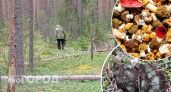 Смертельная опасность грозит грибникам Ярославля в лесу