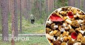 В Ярославле запретили собирать грибы в лесу: список мест, где можно
