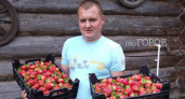   Вырастивший 8 тонн клубники житель Ярославля раскрыл секрет: "Никаких удобрений, делайте это"