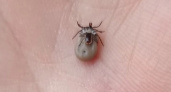 Житель Ярославля снял с себя спаривающихся клещей