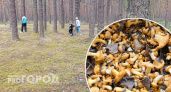 В Ярославской области пошли самые полезные грибы