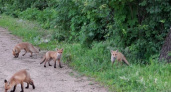 В Ярославском районе жители  подкармливают лисят-подростков